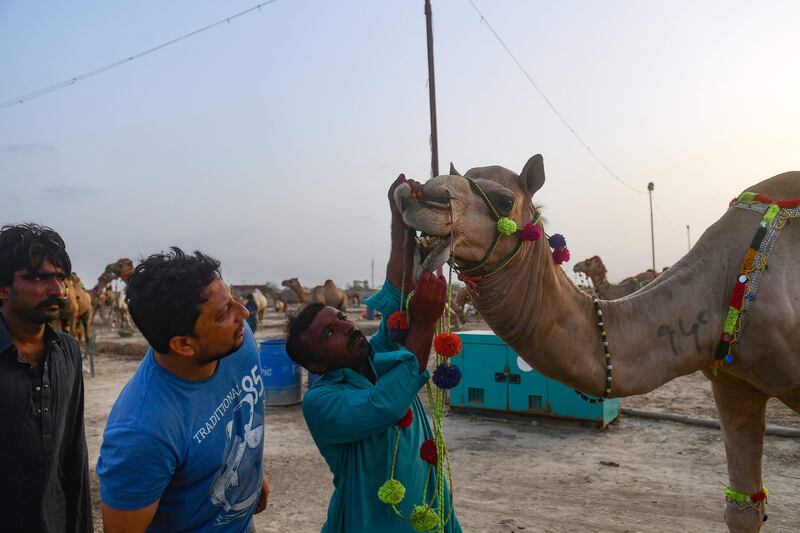 Customers check the teeth of a camel on the outskirts of Karachi. AFP