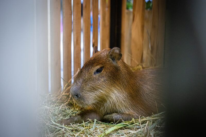 A capybara sits in its pen