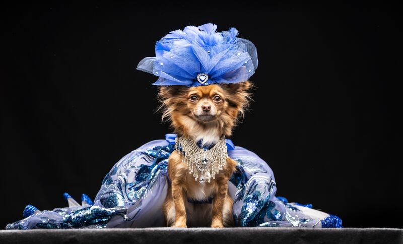 Rosie the Chihuahua models a design inspired by Nicole Kidman during the Hollywood (A Day at the Oscars) themed Furbabies Dog Pageant at Collingham Memorial Hall in Leeds, England, on Sunday March 20, 2022. All photos: PA