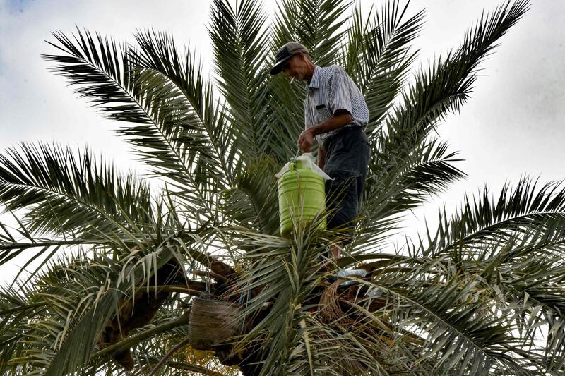A man picks fruits from a palm tree, to be used for making legmi, a coveted date palm drink, in the southwestern Tunisian town of Gabes.  APF