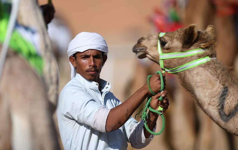 A man pulls on the reins of a camel. Martin Dokoupil / EPA
