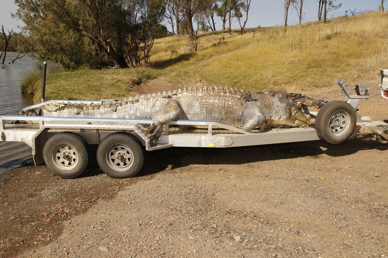 The 5.2m saltwater crocodile. Photo by Queensland Police