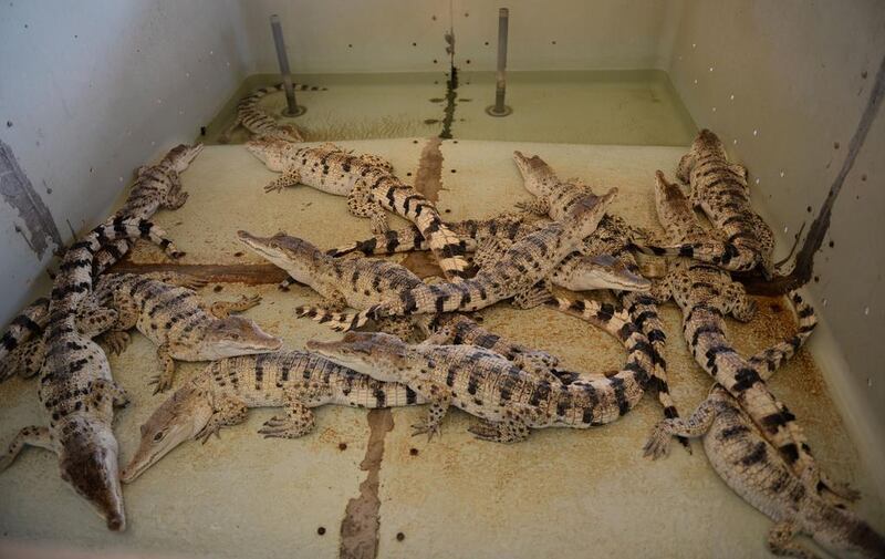 Freshwater crocodiles sit inside a tank at a farm in Puerto Princesa, Philippines, the largest collection of the species in the world. Ted Aljibe / AFP