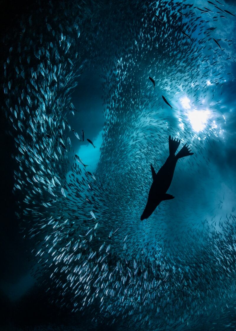 'Hunting California Sea Lion', by Nick Polanszky, second place, Underwater Life.