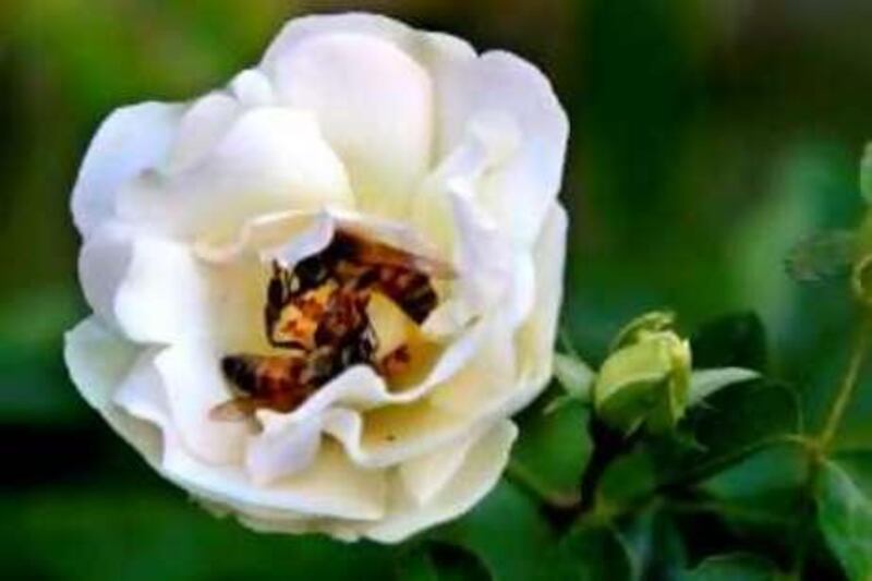 BAGHDAD, IRAQ, December 9, 2007: Two bees fight for the pollen of a rose at a garden in Baghdad. Joseph Eid/AFP PHOTO

REF al09bees 09/07/08