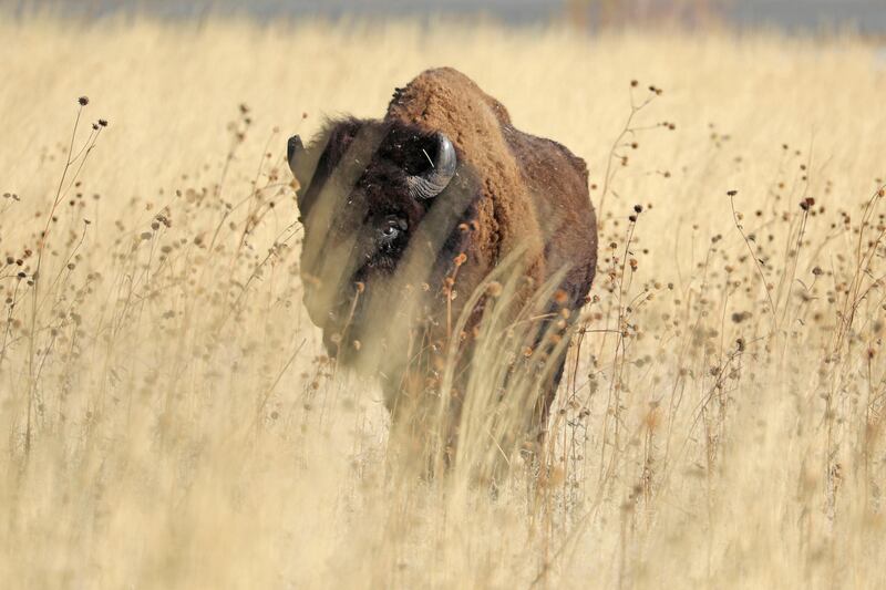 A bison looks through the grass on Antelope Island in Utah. AP Photo