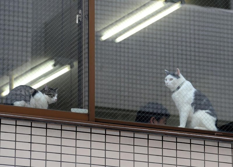 Nine cats now eat, sleep and ‘work’ at the firm.