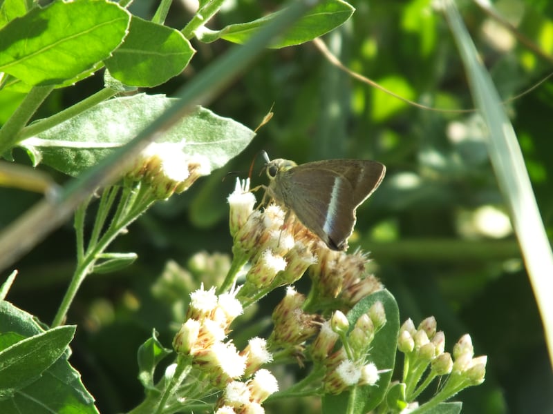 A common banded awl butterfly in Mushrif Park, Dubai. Photo: Angela Manthorpe