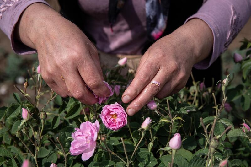 Products from Isparta's rose harvest is exported all over the world. Global luxury brands' demand for rose oil, said to have anti-aging effects, is growing, primarily in France and China. Getty Images