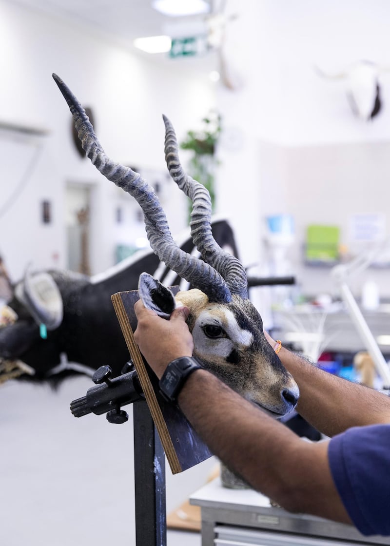 DUBAI, UNITED ARAB EMIRATES. 15 DECEMBER 2020. 

Taxidermy demartment in the Central Veterinary Research Laboratory in Nad Al Sheba.
(Photo: Reem Mohammed/The National)

Reporter:
Section: