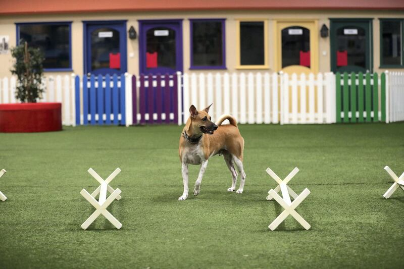 Dubai, United Arab Emirates - June 29th, 2018: Photo Project. Dogs keeping cool in the desert. Dogs go to an indoor doggy daycare at My second home. Friday, June 29th, 2018 at DIP, Dubai. Chris Whiteoak / The National