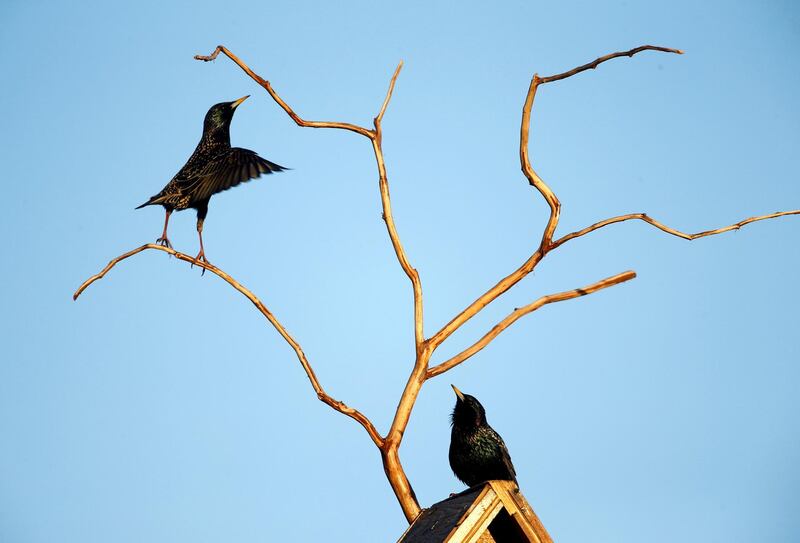 Starlings are seen at their nesting box in a private garden in the town of Bobruisk, Belarus. Vasily Fedosenko / Reuters