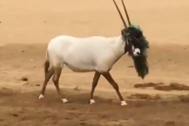 The oryx pictured with debris around its neck. Courtesy: Sheikh Hamdan Twitter