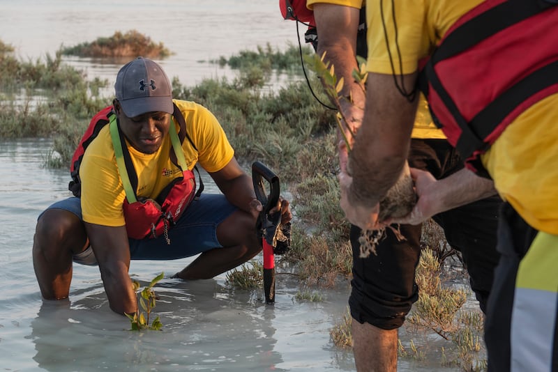 Mangroves, trees that survive in salty water, play an important part in the ecosystem.