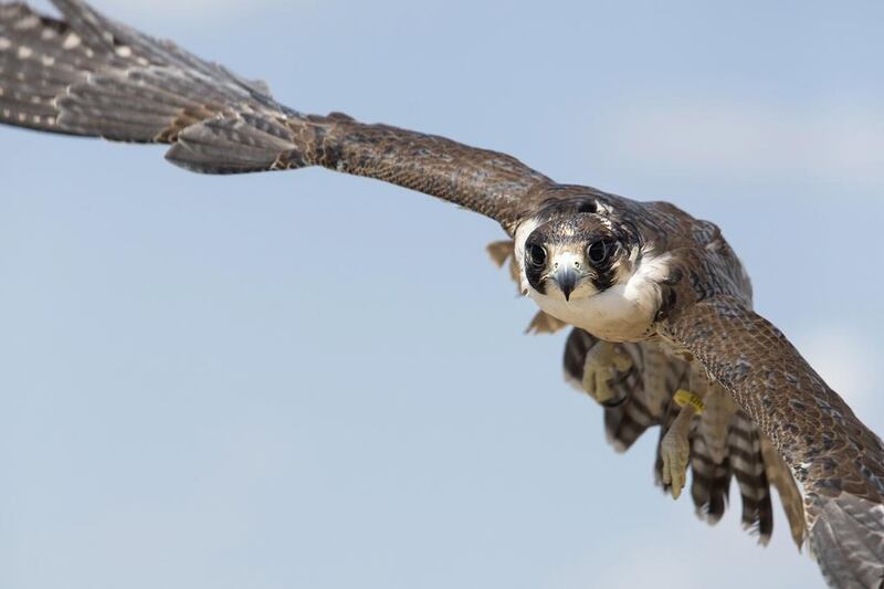 Head falconer Saif al Khaili of the private office of HH Sheikh Mohammed bin Zayed al Nahyan releases a female peregrin falcon in Aktau, Kazakhstan. Silvia Razgova / The National
