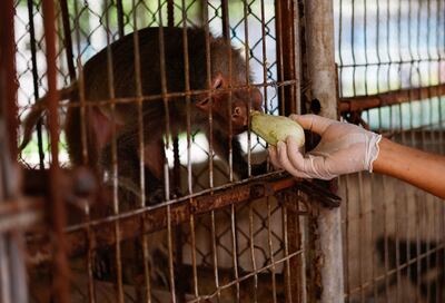 A Palestinian worker feeds a monkey at Nama Zoo in Gaza.  Reuters