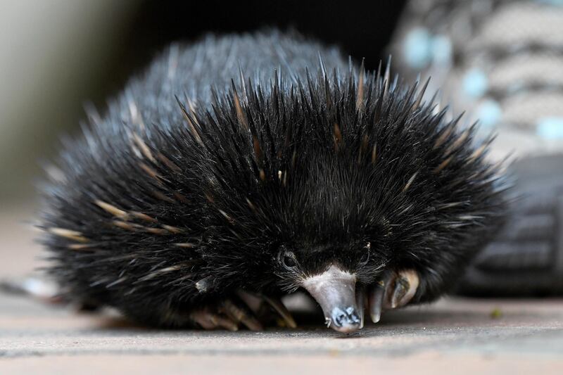 A baby echidna, known as a puggle, at the Taronga Zoo's Wildlife Hospital in Sydney, Australia.  EPA