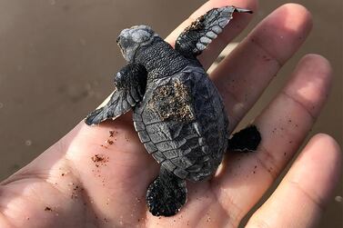 An Olive Ridley sea turtle hatchling. Courtsey: The Environment and Protected Areas Authority in Sharjah