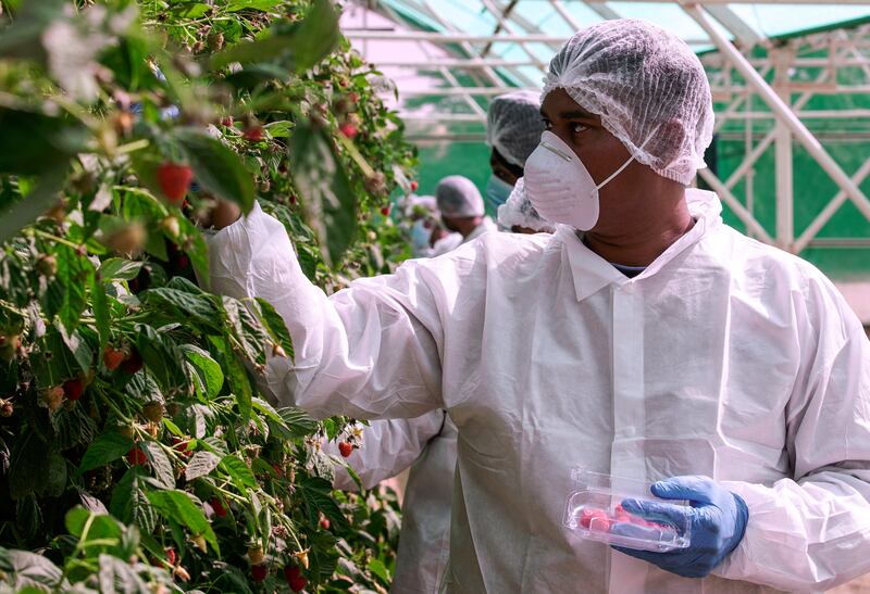 Abu Dhabi, United Arab Emirates, March 16, 2020.  
The UAE’s first raspberry and blackberry model farm, a project by the Abu Dhabi Agricultural and Food Safety Authority at Tarif-Liwa road, Al Dhafra region. -- A berry picker in full sanitary uniform. Face mask, hair net,  and white suit to maintain the utmost sanitary conditions to prevent the spread of coronavirus.
Victor Besa / The National
Reporter:  Sophia Vahanvaty 
Section:  NA