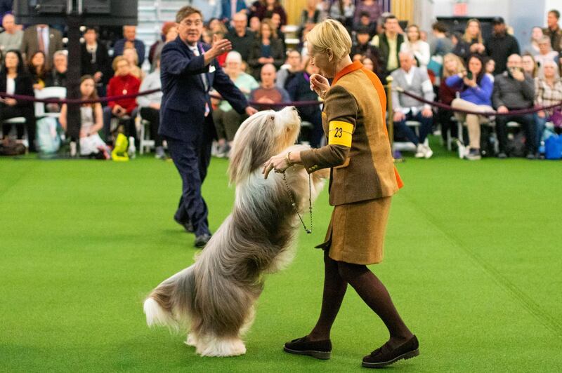 Dancing queen: An Old English sheepdog is seen during breed judging at the 144th Annual Westminster Kennel Club Dog Show on February 9, 2020. Reuters