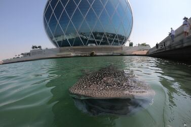 Whale shark spotted in Al Raha in Abu Dhabi. Environment Agency Abu Dhabi