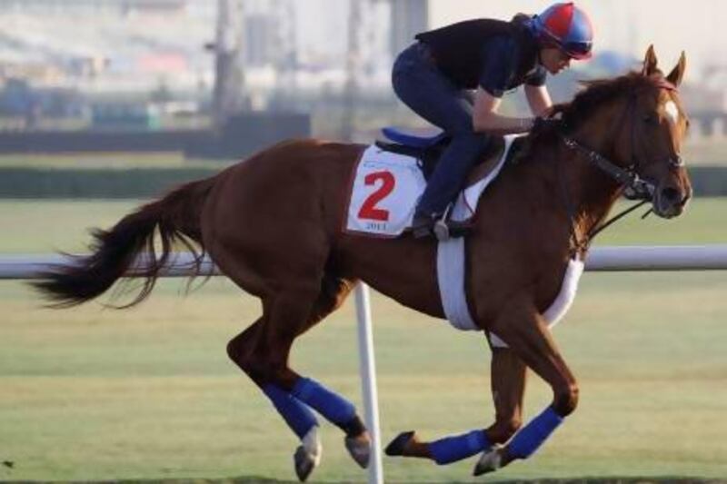 Animal Kingdom from the U.S. works out at the Meydan racecourse two days before the Dubai World Cup, the world's richest horse racing, in Dubai, United Arab Emirates, Thursday, March 28, 2013. (AP Photo/Kamran Jebreili)