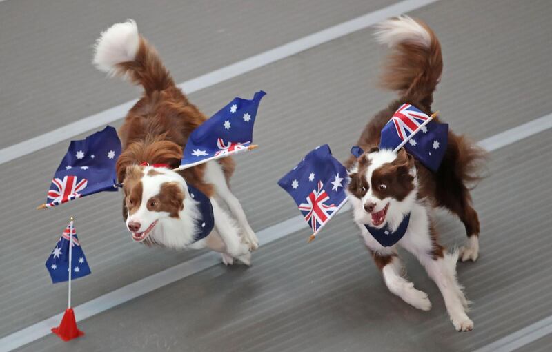 Dogs from Australia compete in a race at the "Common Woof Games" during the 2018 Melbourne Dog Lovers Show. Scott Barbour / Getty Images