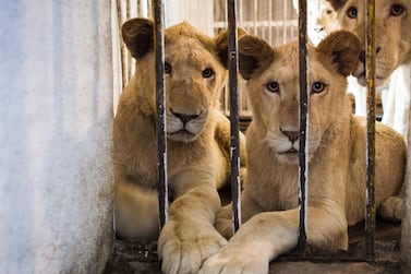 The illegal trade in big cats continues to thrive, with animals often offered for sale on social media. Ivan Flores for The National