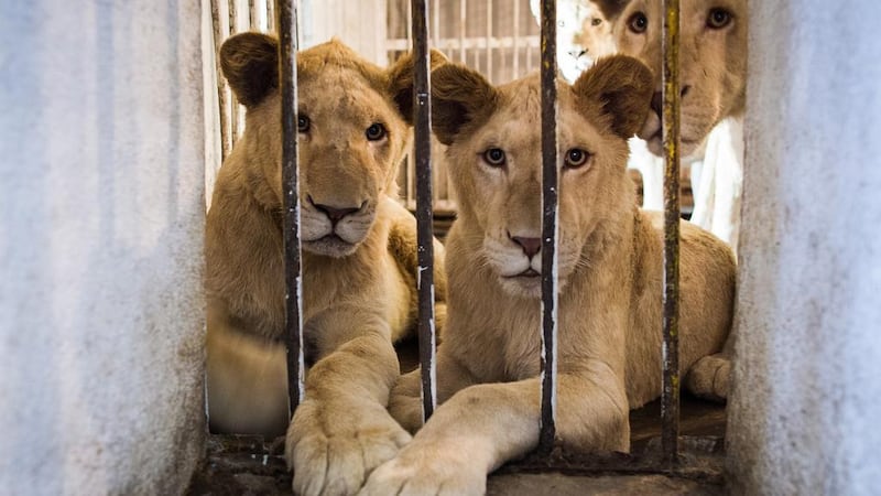 The illegal trade in big cats continues to thrive, with animals often offered for sale on social media. Ivan Flores for The National