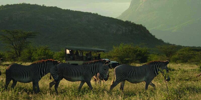 Zebras are often spotted in near Saruni Samburu lodge. Courtesy Cheli and Peacock