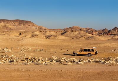 Sir Bani Yas is a wildlife reserve with an ongoing animal conservation programme