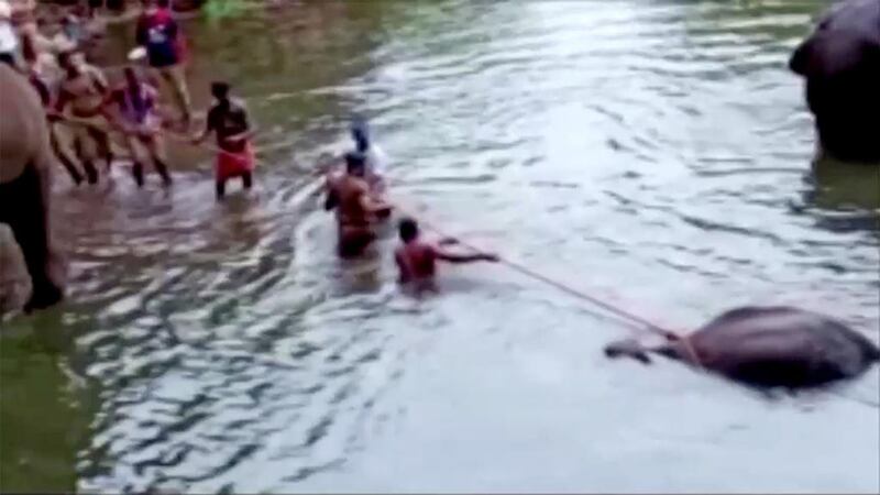 People pull a pregnant elephant out of the water, which died after eating a firecracker-stuffed fruit, in Palakkad district, India.  REUTERS