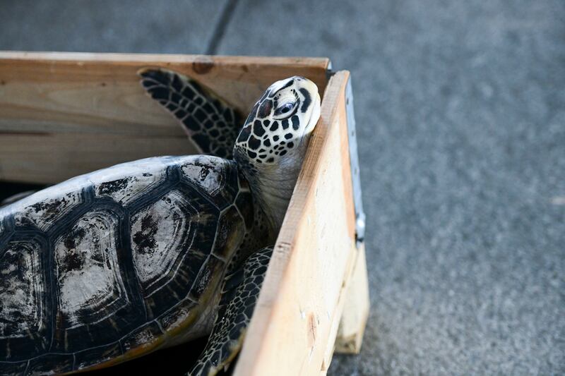 Turtles are among the most migratory animals in the world, and they frequently pass through the Arabian Gulf