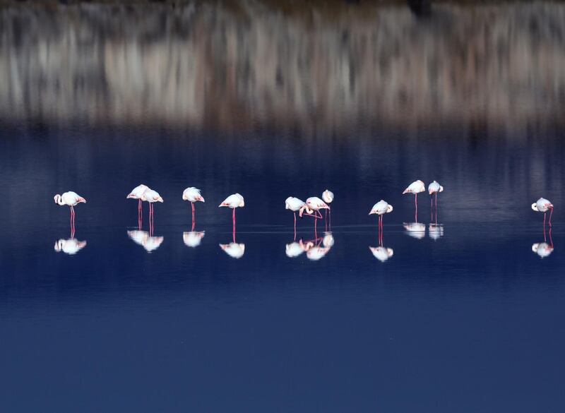 Pink flamingos wade at a salt lake on the outskirts of Larnaca, Cyprus. EPA