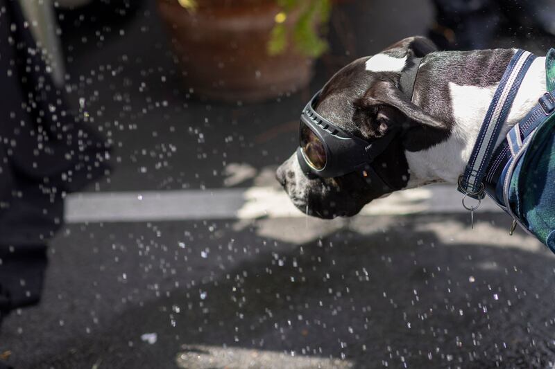 A dog wearing goggles is blessed with holy water.  AFP