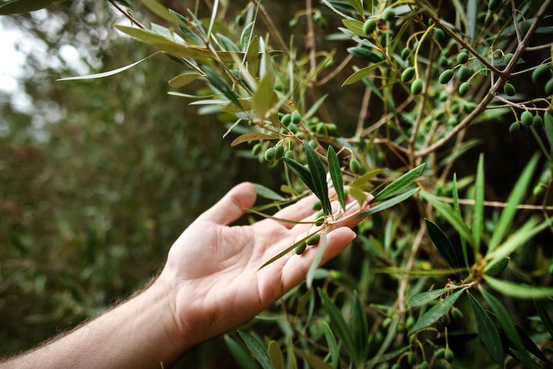 Gift an olive tree for Dh76,  Human Appeal,. Photo Kira Walker