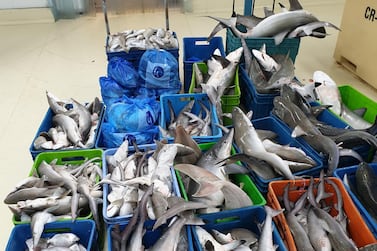Ministry of Climate Change and Environment seizes 1,730kg of illegally caught juvenile fish and sharks at Waterfront Market in Deira. Courtesy Ministry of Climate Change and Environment