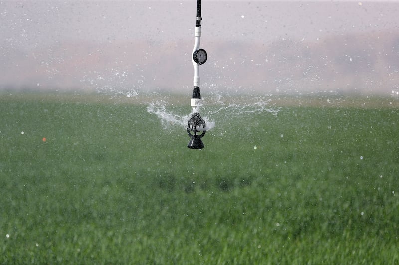 An on-site weather station can predict temperature, wind speed and humidity up to 48 hours ahead. If rain is forecast, the farm cuts down on irrigation. Chris Whiteoak / The National
