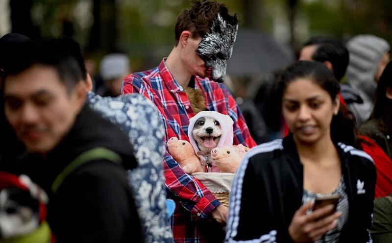 A dog dressed in a pig costume attends the Tompkins Square Halloween Dog Parade in Manhattan in New York City. AFP