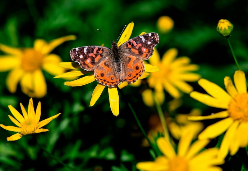A VanesSa braziliensis butterfly is pictured at the San Martin square in Buenos Aires.  AFP