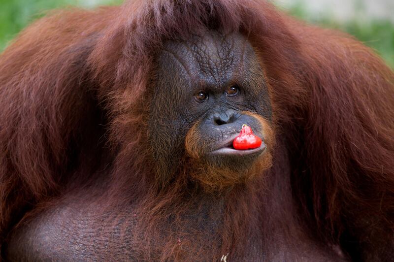 A female orangutan named Amidah eats donated fruit, inside her enclosure at Medan Zoo in Medan, North Sumatra, Indonesia. AP