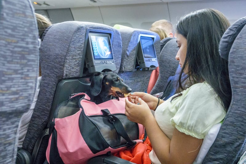 Passengers flying on Etihad Airways can now pay to bring their cat or dog with them in the cabin, according to the airline’s website. Getty Images