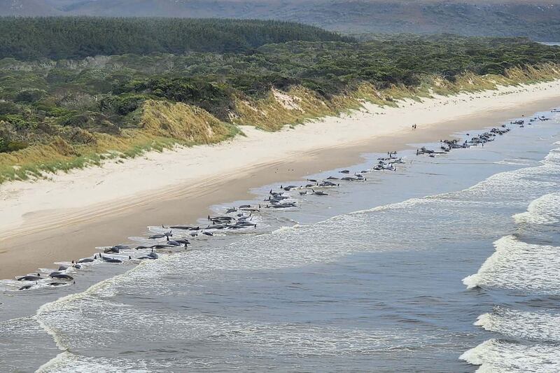 STRAHAN, AUSTRALIA - SEPTEMBER 21: (Alternate crop of #1243399620) This handout image supplied by NRE Tas shows an aerial view of a mass whale stranding near Macquarie Heads on September 21, 2022 in Strahan, Australia. Hundreds of whales pilot have become stranded at Macquarie Harbour on Tasmania's west coast in a mass stranding event. (Photo by NRE Tas via Getty Images)