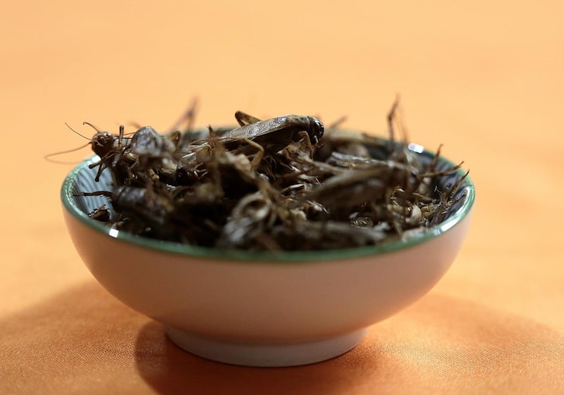 Prepared crickets are pictured in the house of biologist Federico Paniagua, who is promoting the ingestion of a wide variety of insects as a low-cost and nutrient-rich food, in Grecia, Costa Rica, July 13, 2019. Picture taken July 13 2019. REUTERS/Juan Carlos Ulate