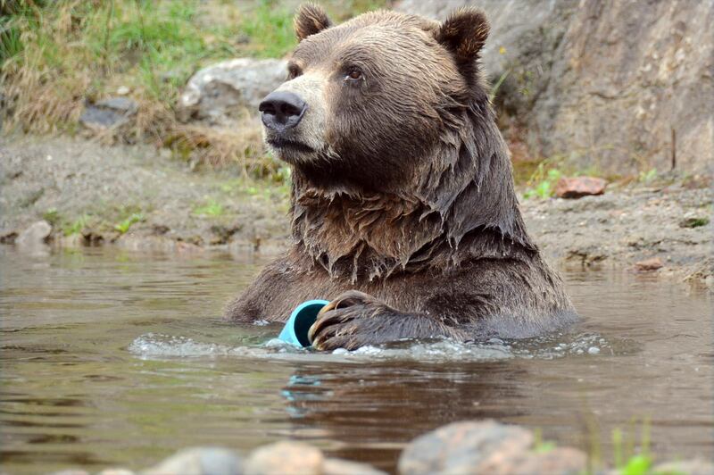 A bear takes a dip with a toy at Zoo Sauvage in Saint-Felicien.  AP Photo
