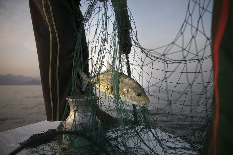 Fishing regulations aim to preserve, develop and ensure the sustainability of fish stocks. Silvia Razgova / The National 