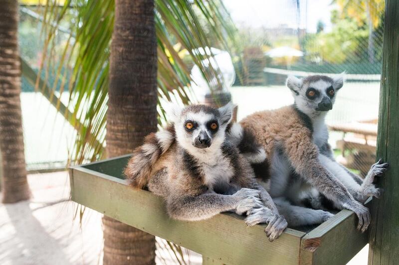 Lemurs at Necker Island. Courtesy Virgin Limited Edition