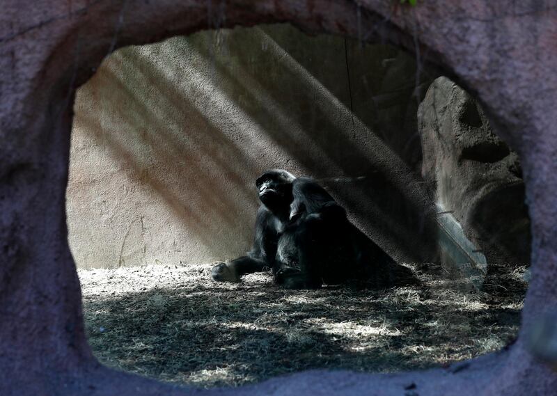 A western lowland gorilla rests in the shadow on a hot and sunny day at the Prague Zoo, Czech Republic. AP