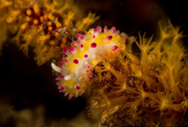 One of the 300 types of nudibranchs that have been spotted in the UAE's waters. Courtesy Heiko Seim