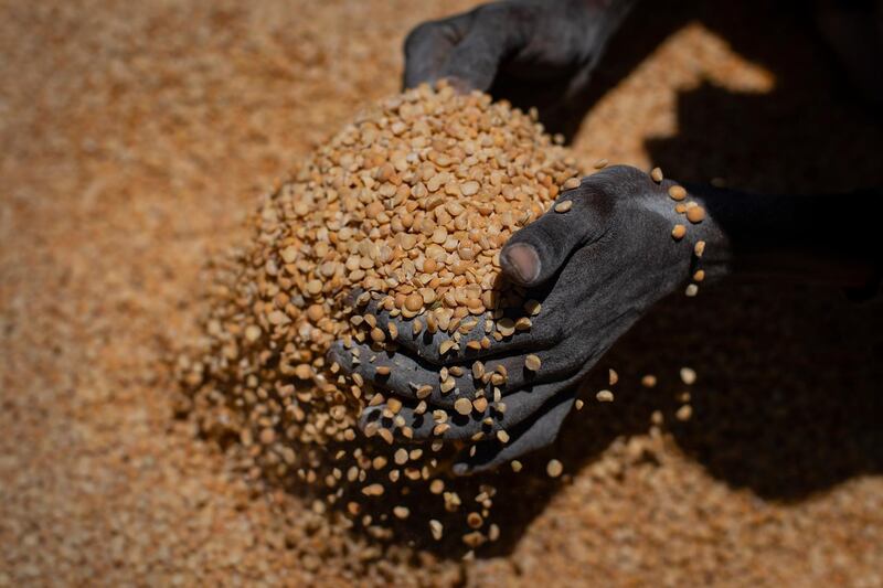 An Ethiopian woman scoops up portions of yellow split peas to be allocated to waiting families after it was distributed by the Relief Society of Tigray in the town of Agula, in the Tigray region of northern Ethiopia. AP Photo